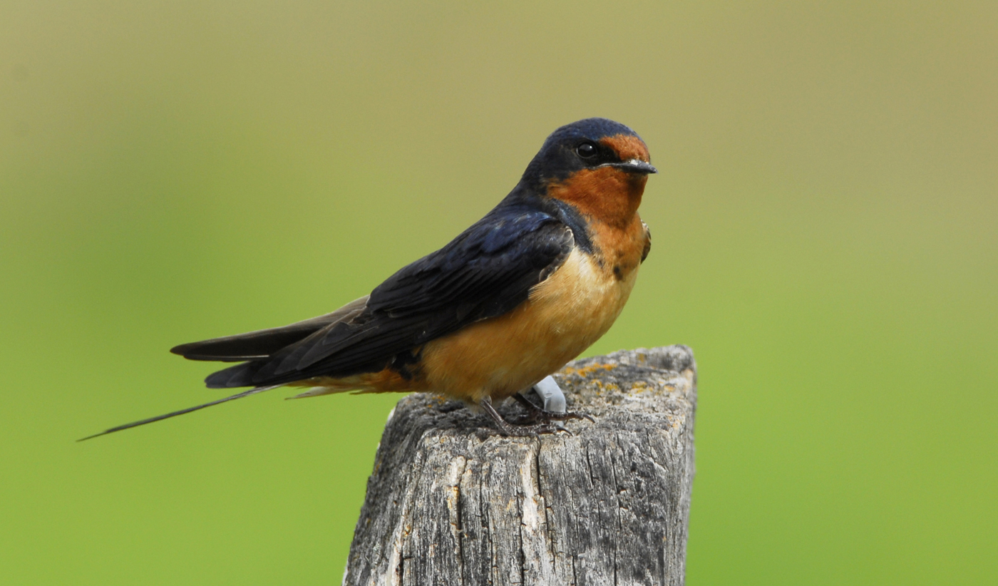 golondrina.jpg